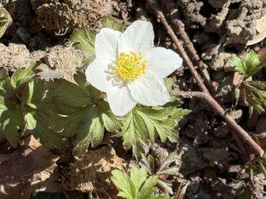 blomst
